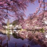 hanami sakura