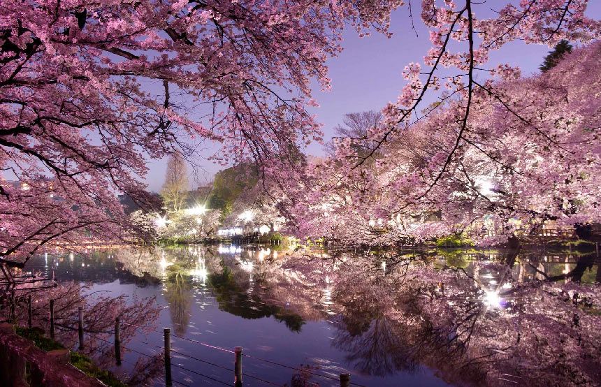 hanami festival bunga sakura